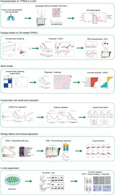 Subtype classification based on t cell proliferation-related regulator genes and risk model for predicting outcomes of lung adenocarcinoma